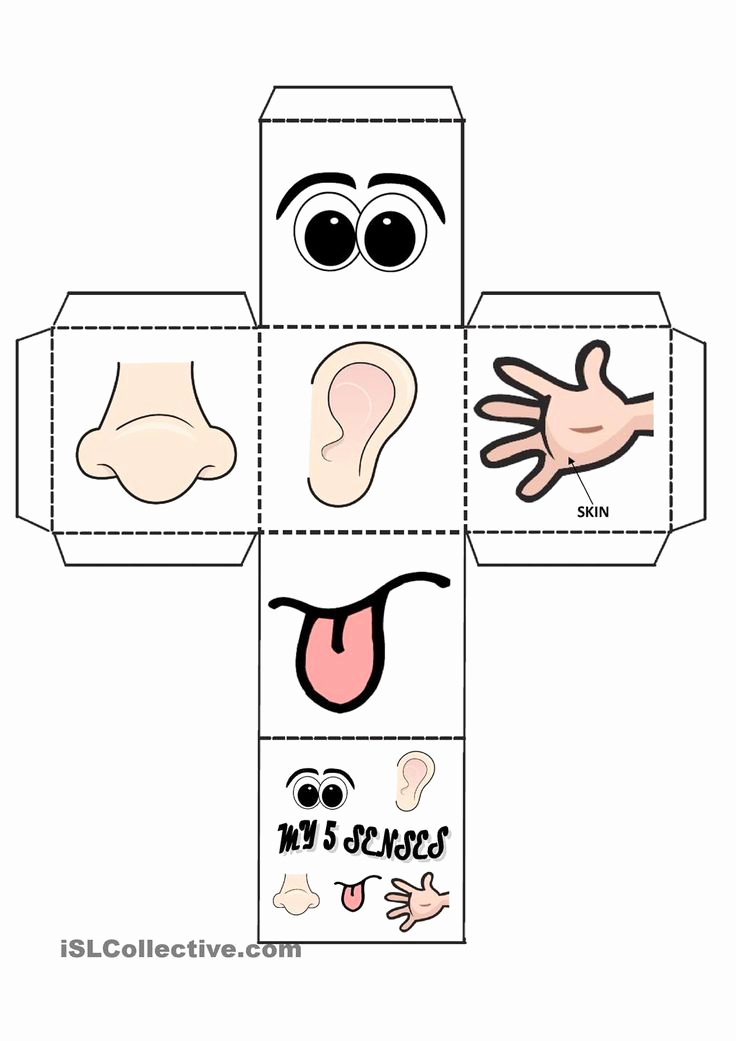 5 Senses Worksheets for Kindergarten Awesome Kindergarten 5 Senses Worksheet