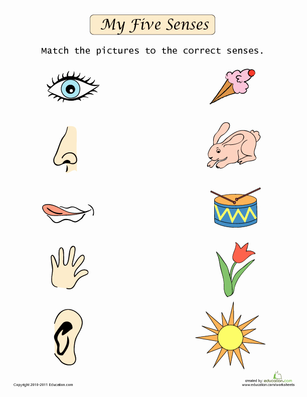 5 Senses Worksheets for Kindergarten Beautiful My Five Senses Lesson Plan
