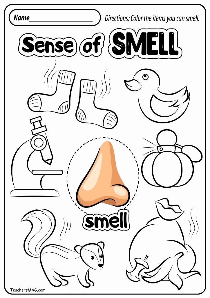 5 Senses Worksheets for Kindergarten Best Of Sense Smell Worksheet Best Free Five Senses