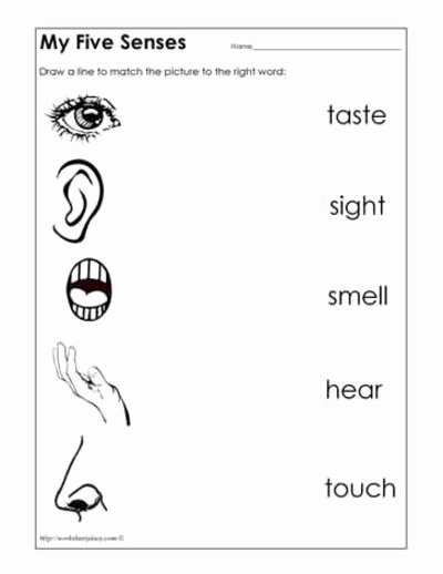 5 Senses Worksheets for Kindergarten Elegant Five Senses Worksheet Preschool Items Juxtapost