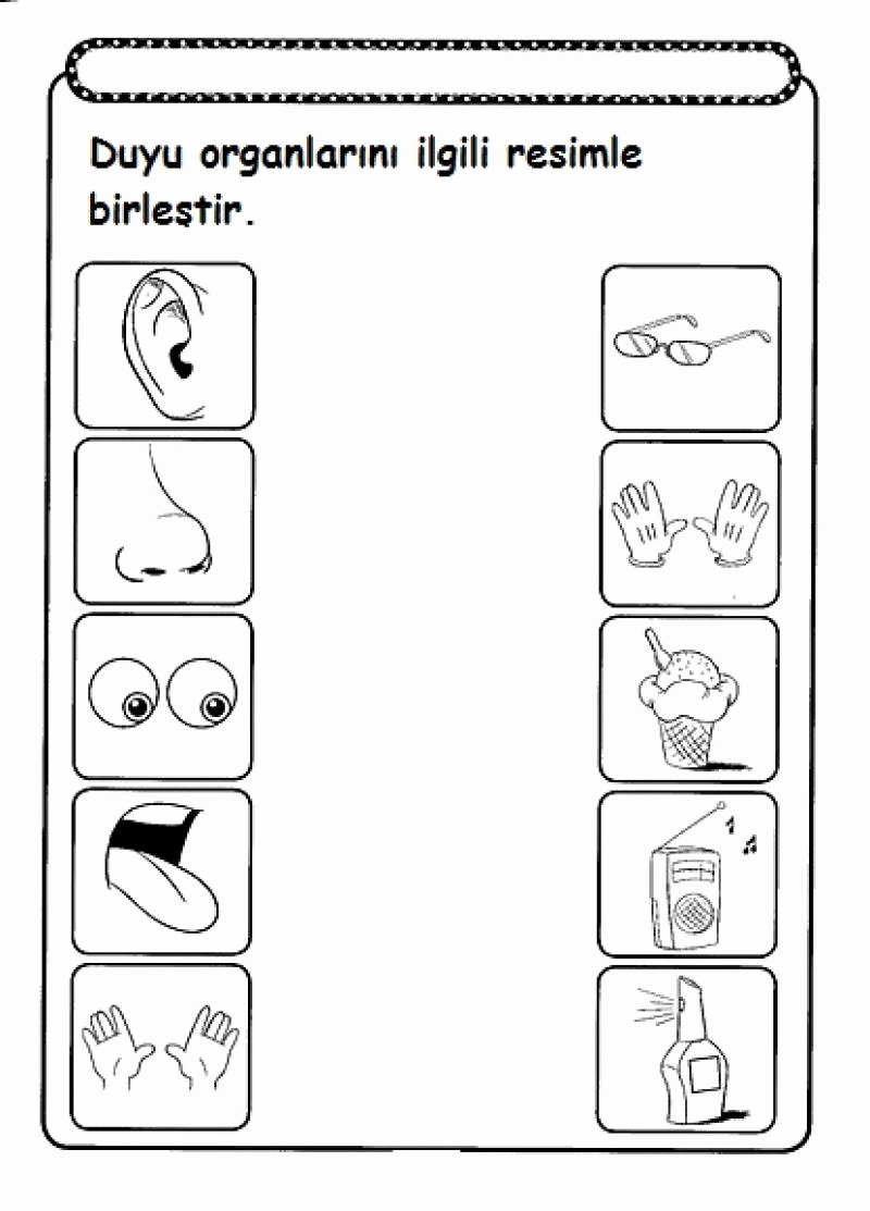 5 Senses Worksheets for Kindergarten Fresh Five Senses Worksheet for Kids
