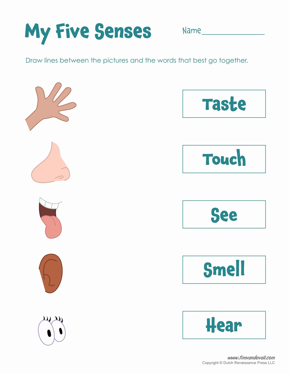 5 Senses Worksheets for Kindergarten Lovely Five Senses Activity Tim S Printables