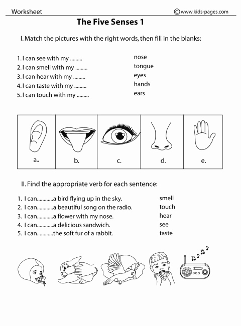 5 Senses Worksheets Pdf Beautiful the Five Senses 1 B&amp;w Worksheet