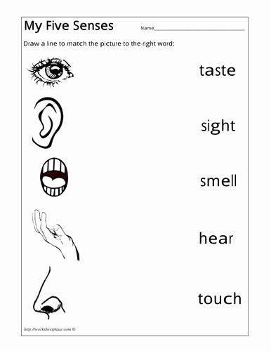 5 Senses Worksheets Pdf Best Of Senses Workbook
