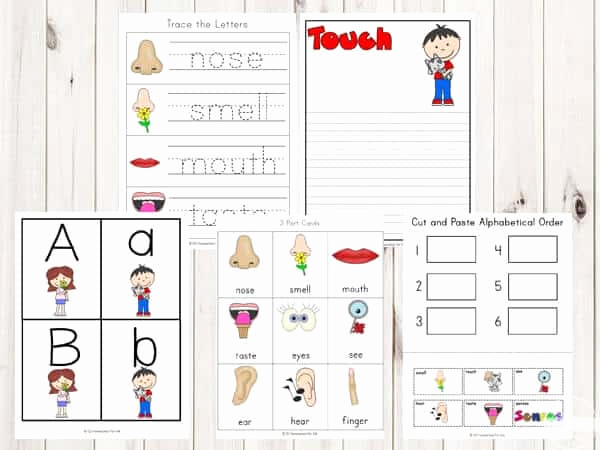 5 Senses Worksheets Pdf Fresh Free Five Senses Printable Worksheets for Preschool and