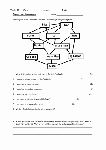 Cooking Worksheets for Middle School Lovely 32 Food Chain Worksheet Middle School Worksheet Resource