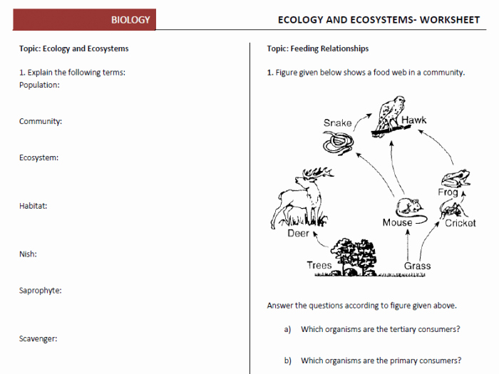 Ecology Worksheets Middle School Elegant Ecology Worksheets for High School Worksheets Master