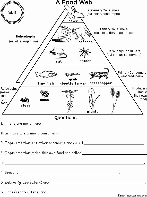 Ecology Worksheets Middle School Unique 25 Best Ideas About Ecological Pyramid On Pinterest