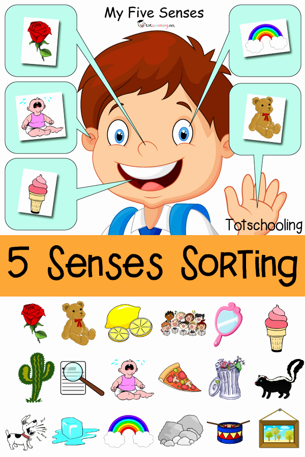 Five Senses Worksheets for Kindergarten Beautiful Five Senses sorting Printable