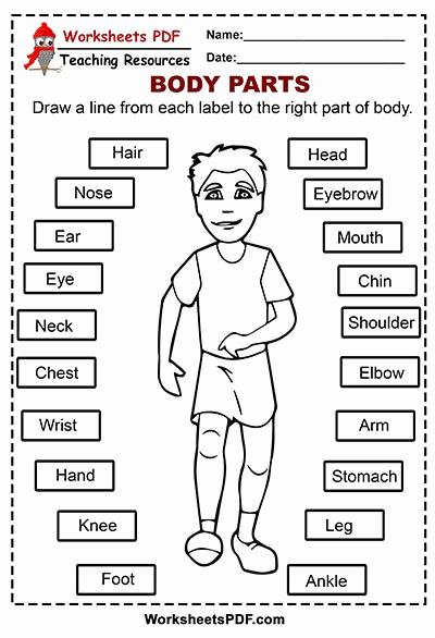 Free Human Body Worksheets Awesome Body Parts Free Printables Worksheets Pdf