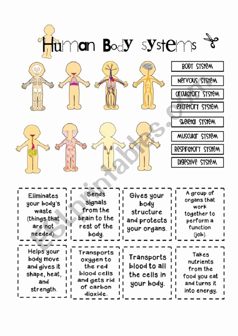 Free Human Body Worksheets Beautiful Human Body Systems Middle School Worksheets