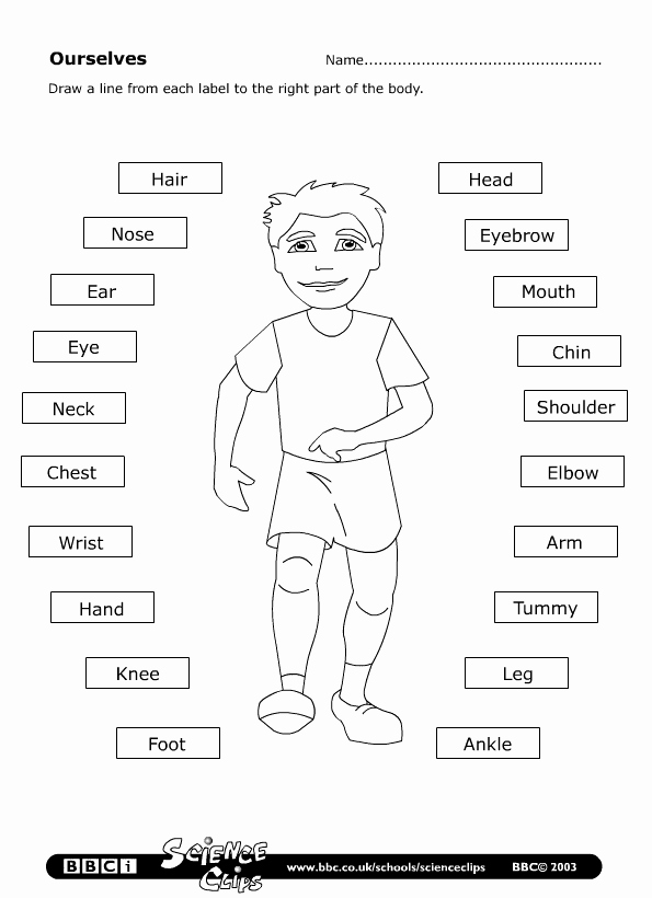 Free Human Body Worksheets Inspirational Parts Of the Body Worksheet