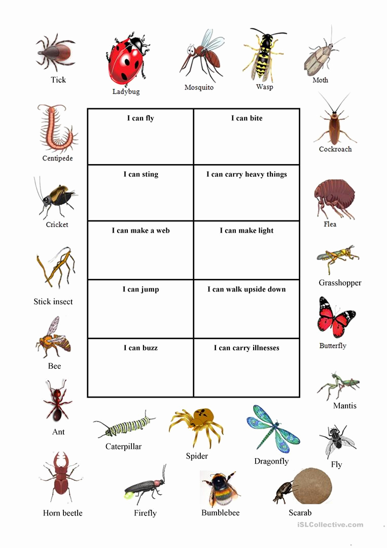 Free Insect Worksheets Best Of What Bugs Can Do English Esl Worksheets for Distance