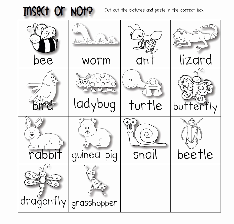 Free Insect Worksheets Lovely Classroom Fun Insect or Not Freebie