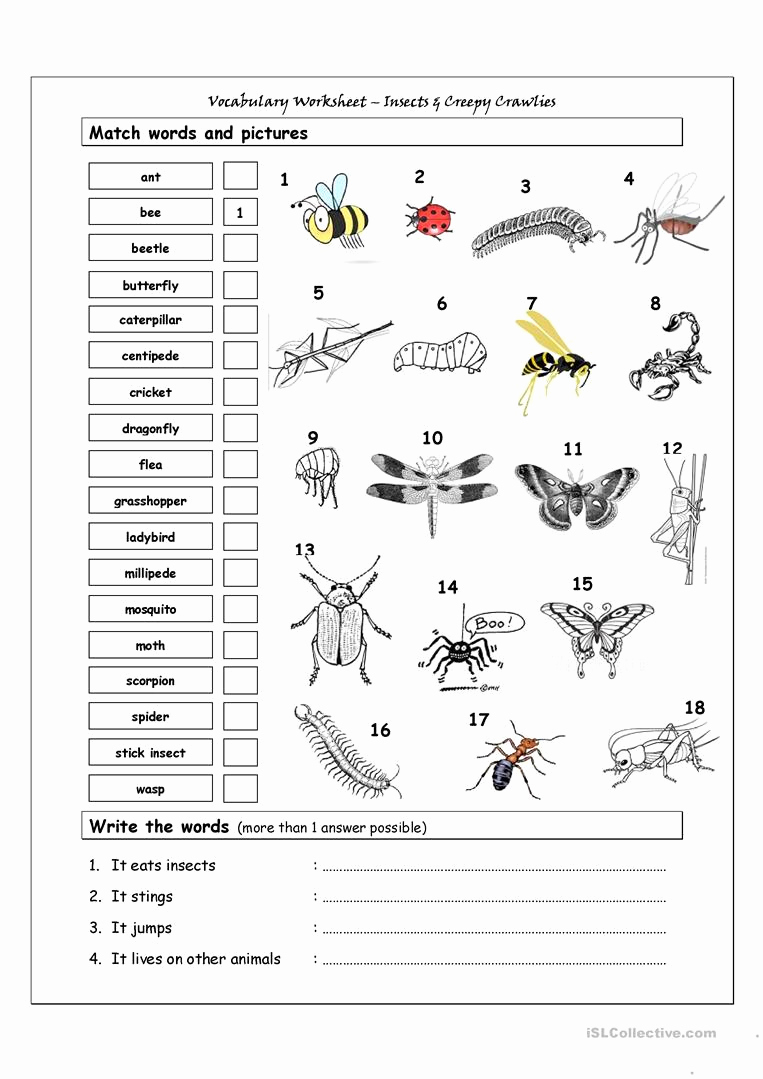 Free Insect Worksheets Lovely Vocabulary Matching Worksheet Insects Worksheet Free