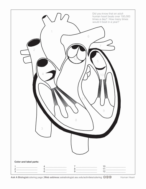 Heart Coloring Worksheet New Human Heart Worksheet Blank Sketch Coloring Page