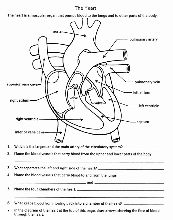Heart Diagram Worksheet Blank Awesome 25 Blank Heart Diagram to Label