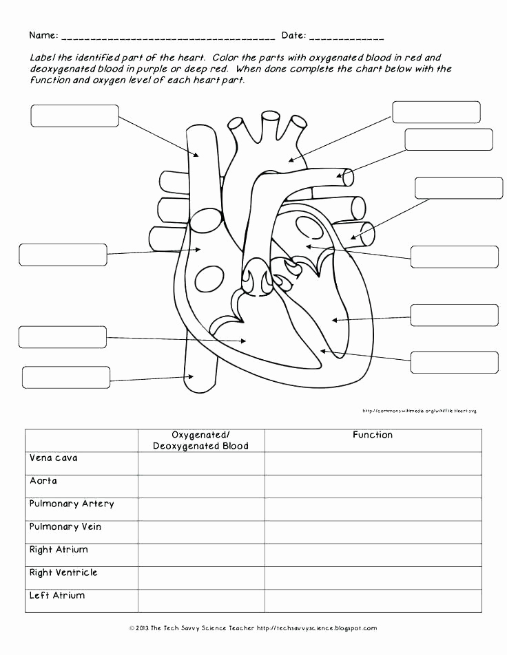 Heart Diagram Worksheet Blank Fresh Blank Heart Diagram to Label A Free Printable Bird Anatomy