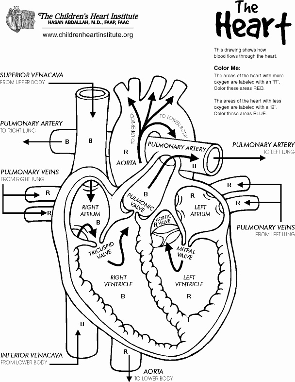 Heart Diagram Worksheet Blank Lovely Heart Diagram Worksheet Blank