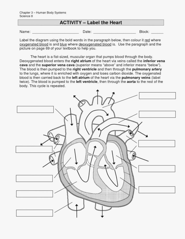 Heart Diagram Worksheet Blank Luxury 30 Heart Diagram Worksheet Blank