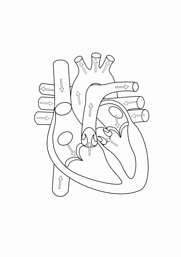 Heart Diagram Worksheet Blank Unique 20 Printable Heart Diagram