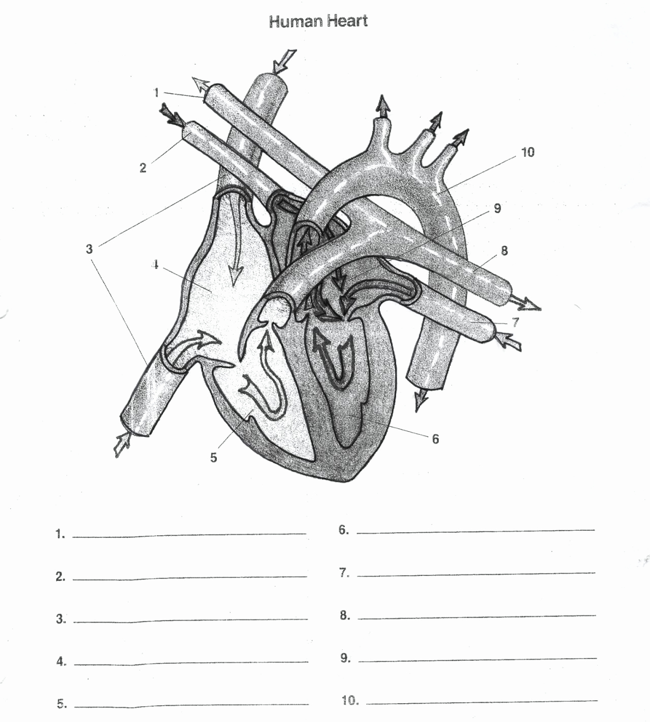 Heart Diagram Worksheet Blank Unique Blank Heart Diagram Worksheet