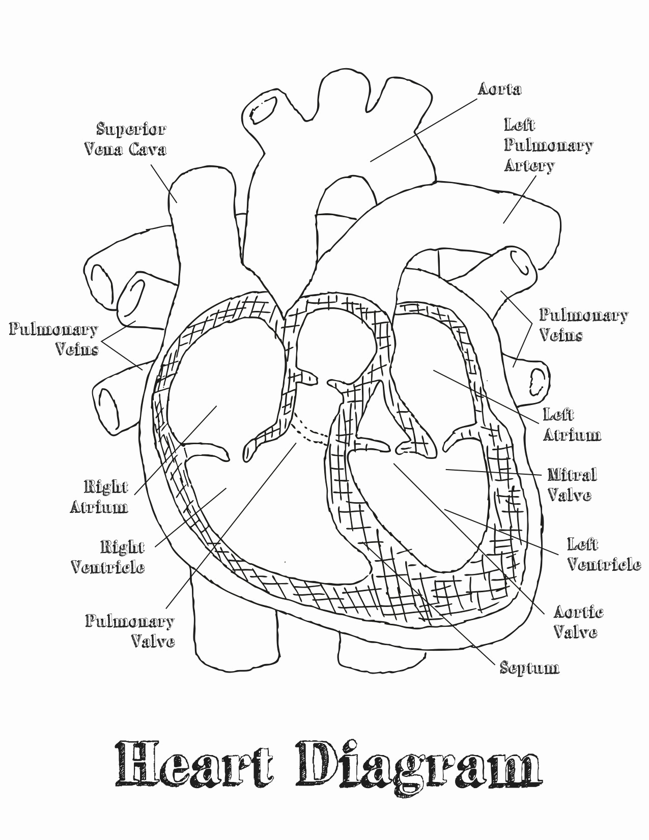 Heart Diagram Worksheet Blank Unique Heart Diagram Labeled Worksheet Google Search