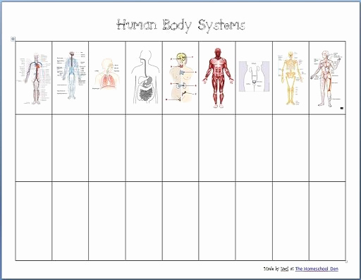 Human Body Worksheets Middle School Awesome Gr 4 6 Body Systems Printable Worksheets and A Great