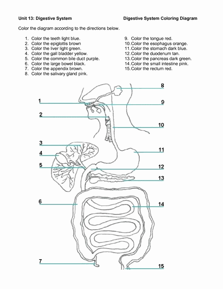 Human Body Worksheets Middle School Lovely Digestive System Activities Middle School Google Search