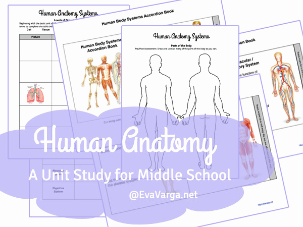 Human Body Worksheets Middle School Lovely Middle School Anatomy Unit Study