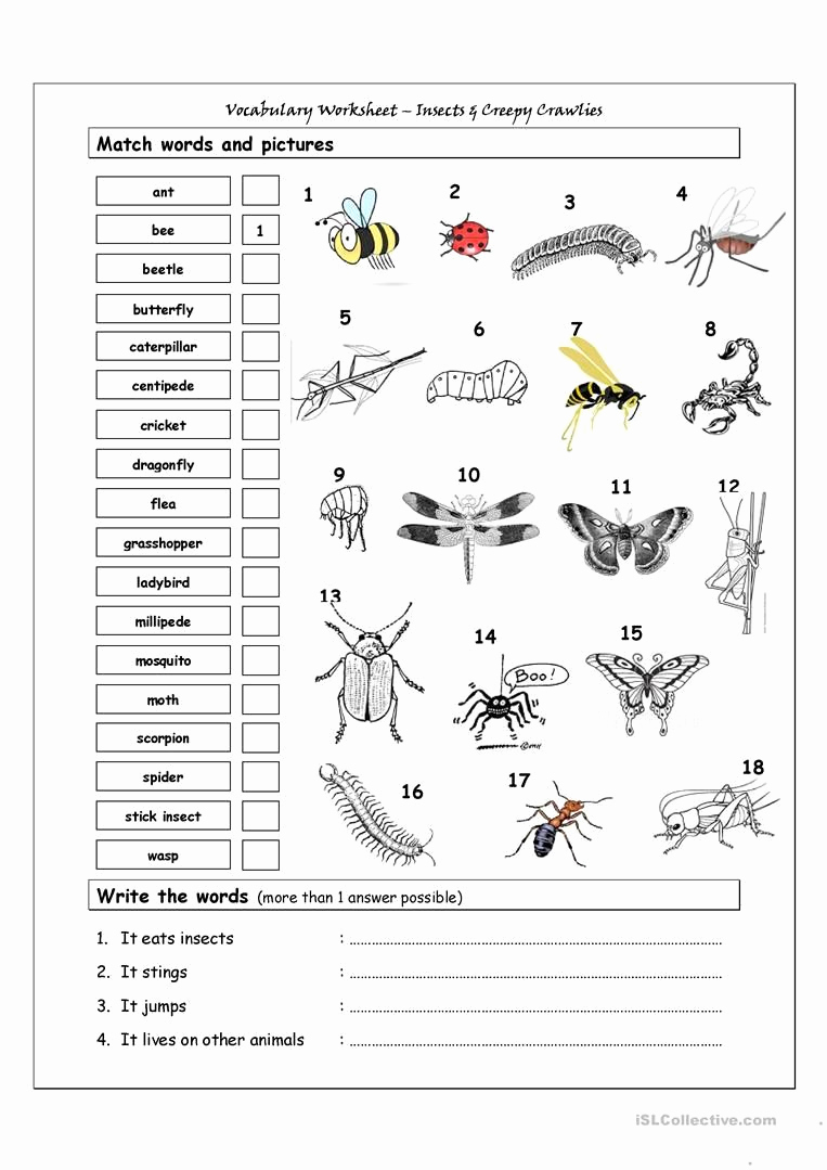 Insect Worksheets for First Grade Elegant Vocabulary Matching Worksheet Insects Worksheet Free