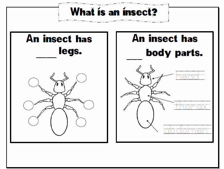 Insect Worksheets for First Grade Elegant What is An Insect Notebooking Pages