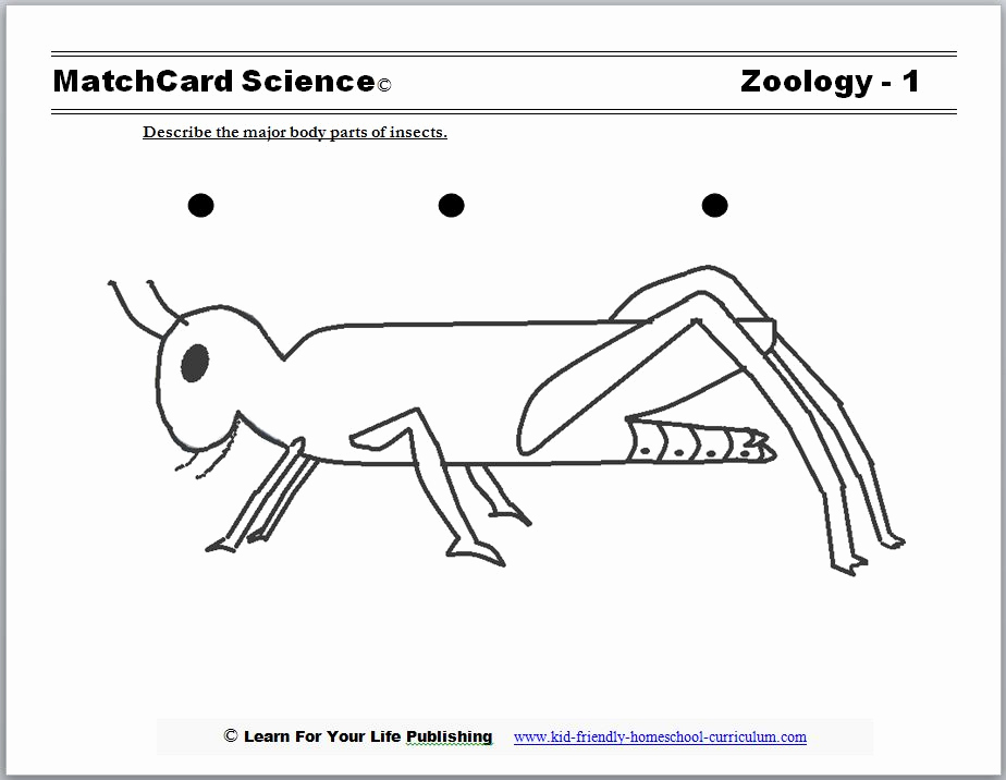 Insect Worksheets for First Grade Inspirational Insect Worksheet