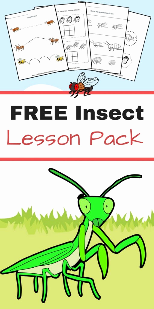 Insect Worksheets for First Grade Lovely Free Insect Worksheets Great for Elementary Students