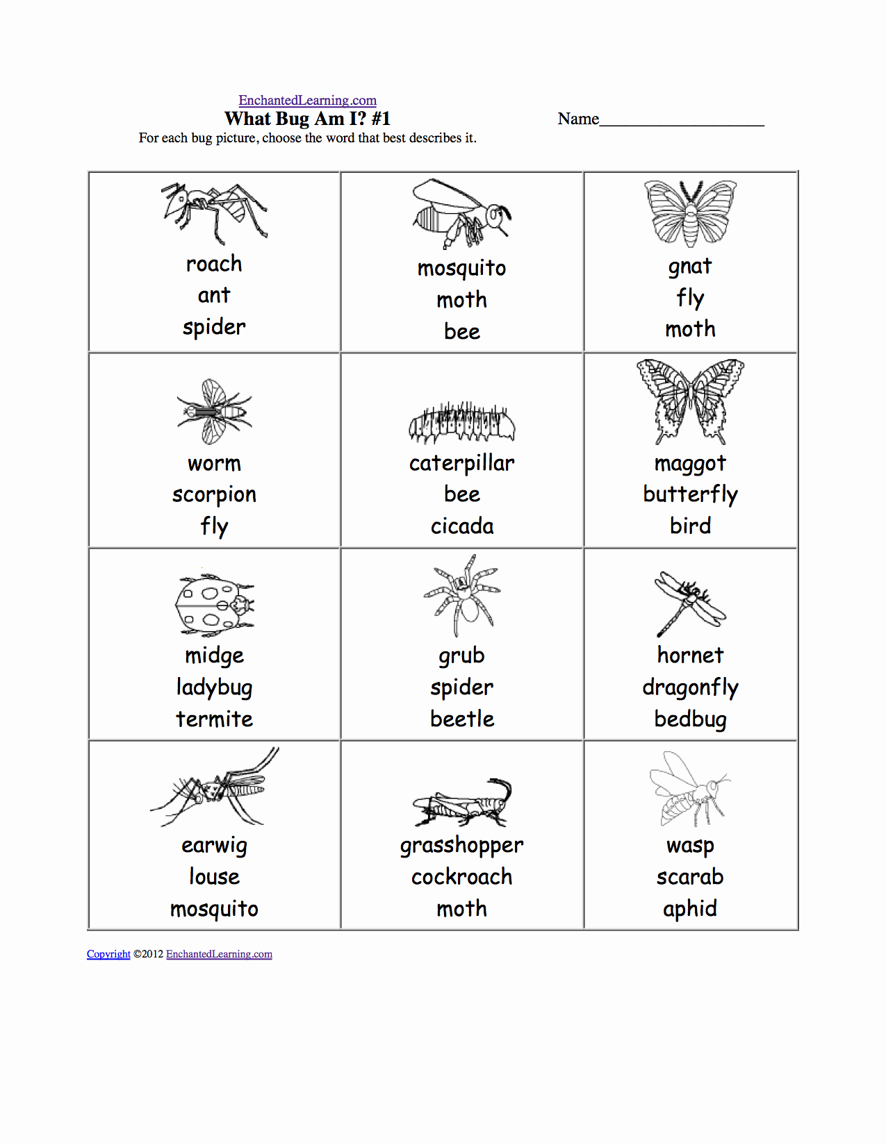 Insect Worksheets for First Grade New Animal Worksheet New 962 Animal Needs Worksheet 1st Grade