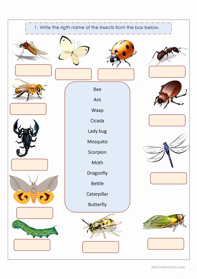 Insect Worksheets for First Grade New Insects