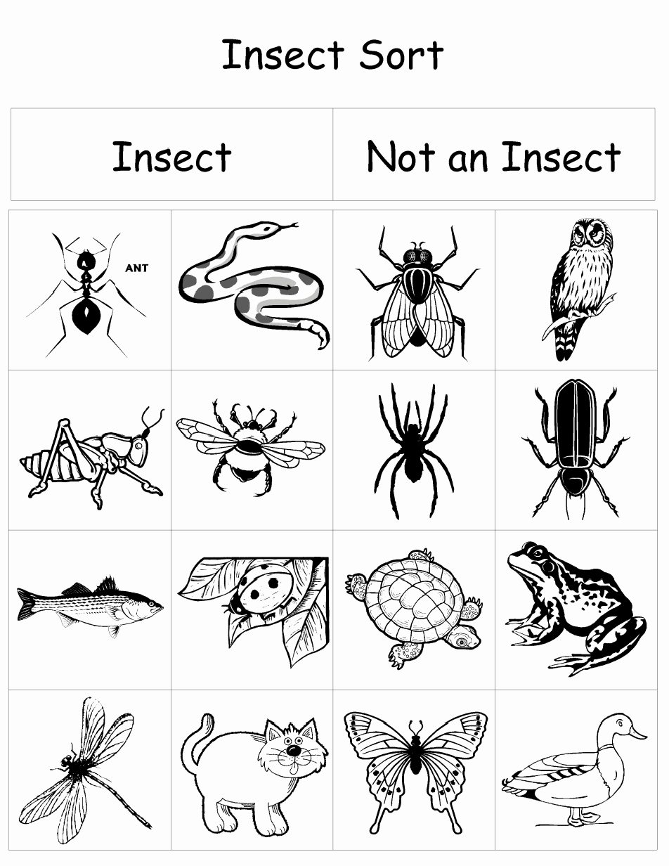 Insect Worksheets for Preschoolers Elegant Insect sort Pdf
