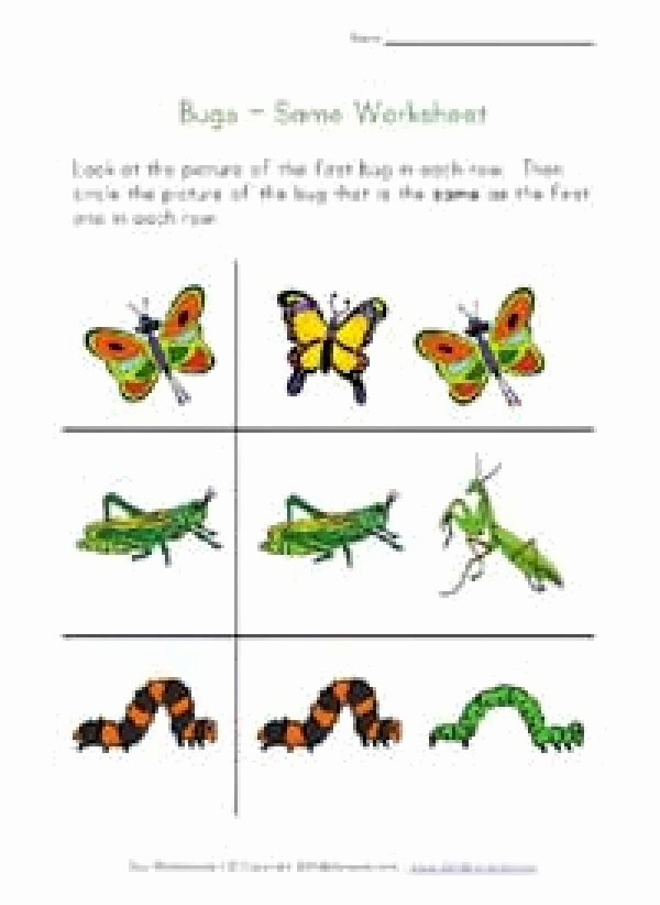 Insect Worksheets for Preschoolers Lovely Insects Worksheets Free