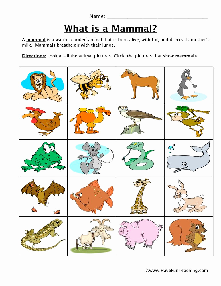 Mammals Worksheets for 2nd Grade Best Of 20 Mammals Worksheets for 2nd Grade
