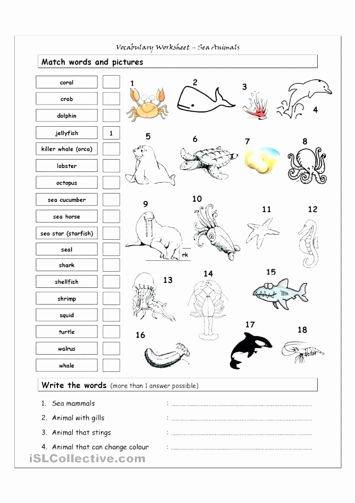 Mammals Worksheets for 2nd Grade Unique 25 Mammals Worksheets for 2nd Grade