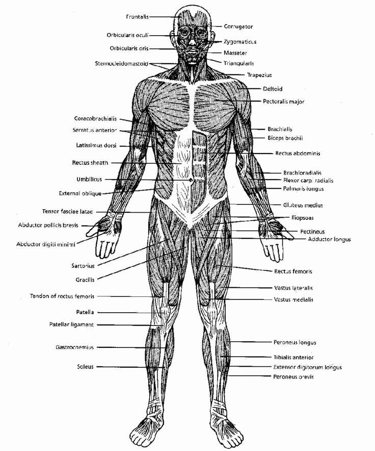 Muscle Diagram Worksheets Elegant Muscle Diagram Worksheets