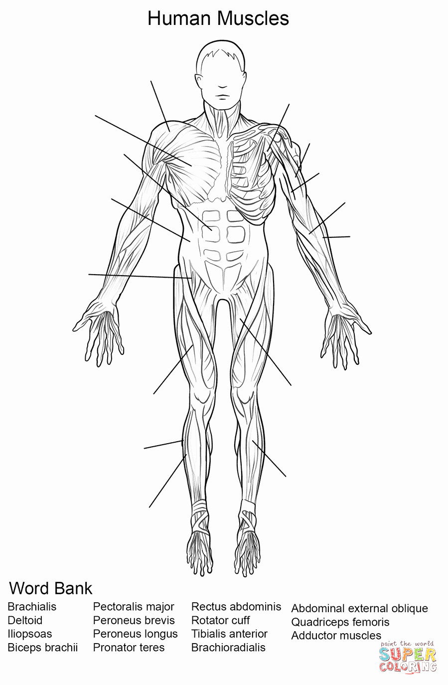 Muscle Diagram Worksheets Lovely Human Muscles Front View Worksheet Coloring Page