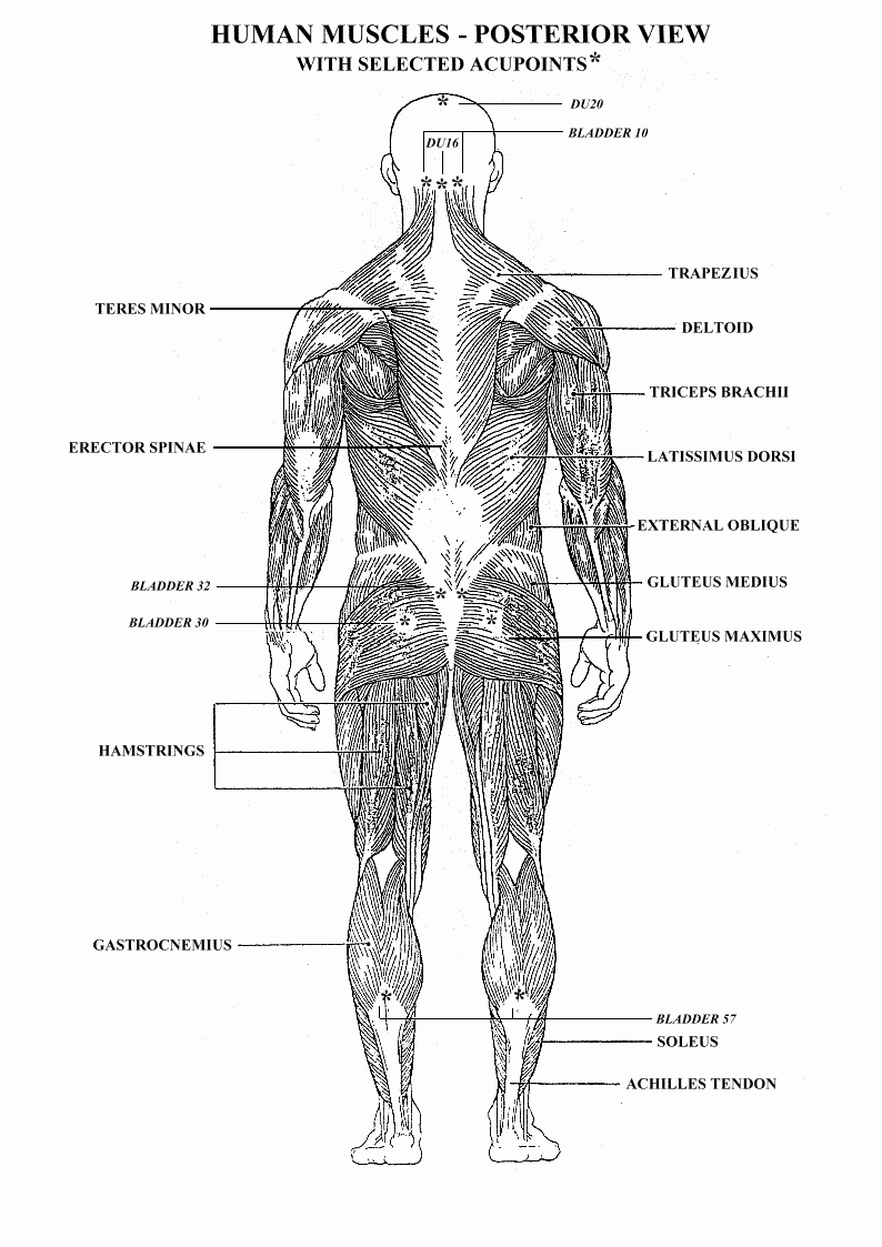 Muscle Diagram Worksheets New Worksheets Muscles Human Body Google Search