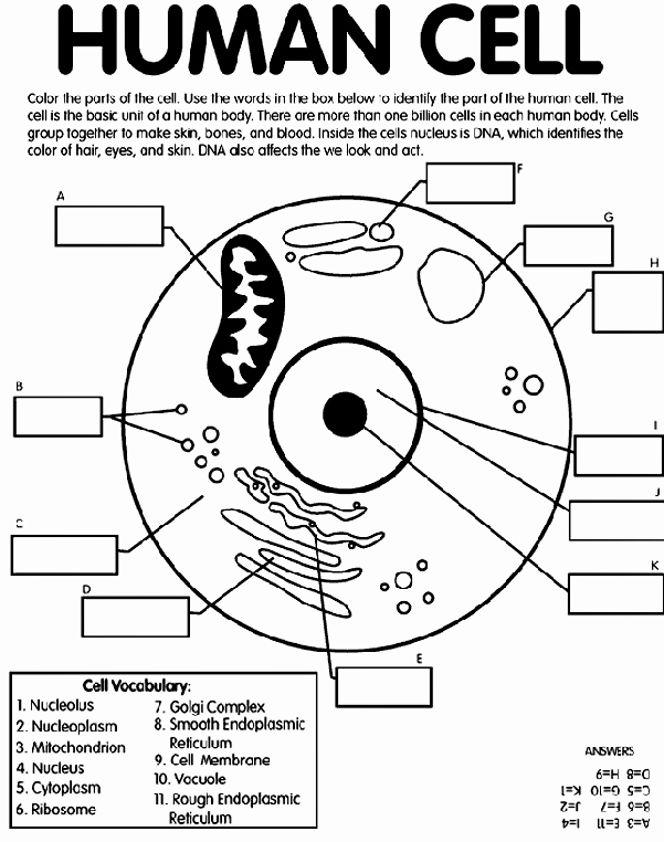 Printable Cell Worksheets Beautiful Human Cell Coloring Page