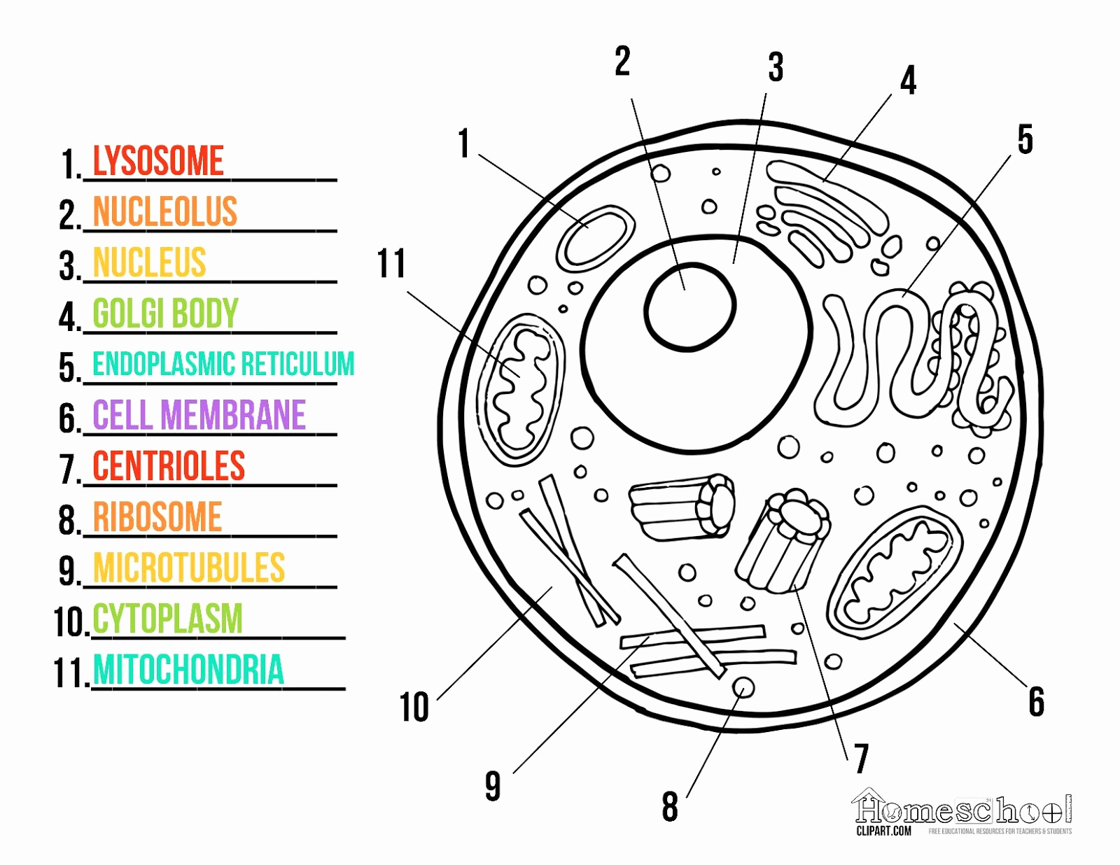 Printable Cell Worksheets Fresh the Cell Cycle Coloring Worksheet Coloring Pages for Kids