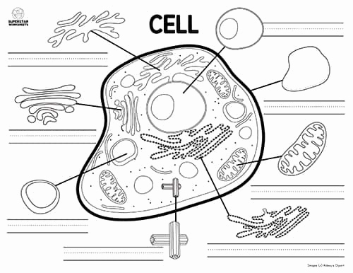 Printable Cell Worksheets Lovely Free Printable Cell Worksheets for Coloring Pages Label