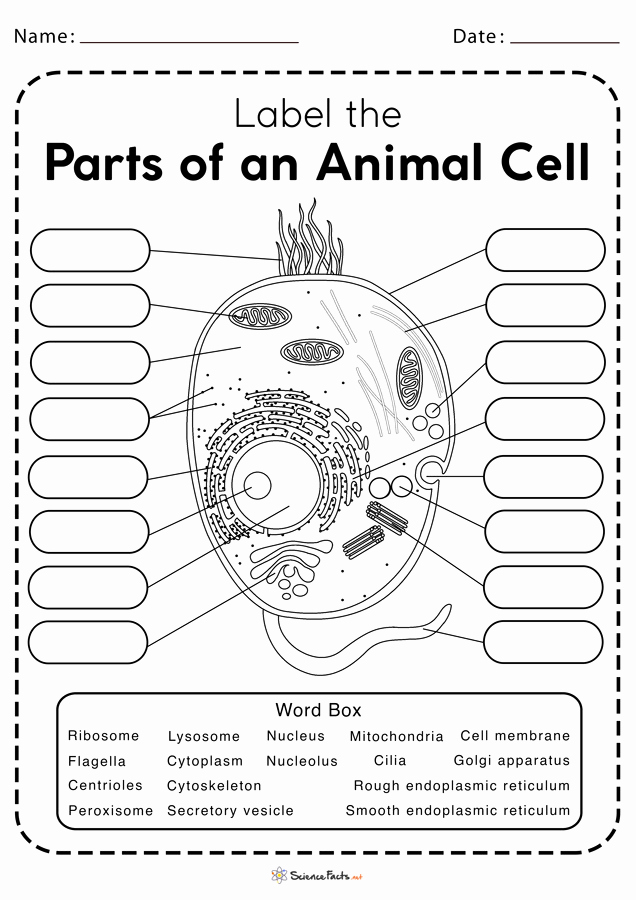 Printable Cell Worksheets Lovely Free Printable Worksheets