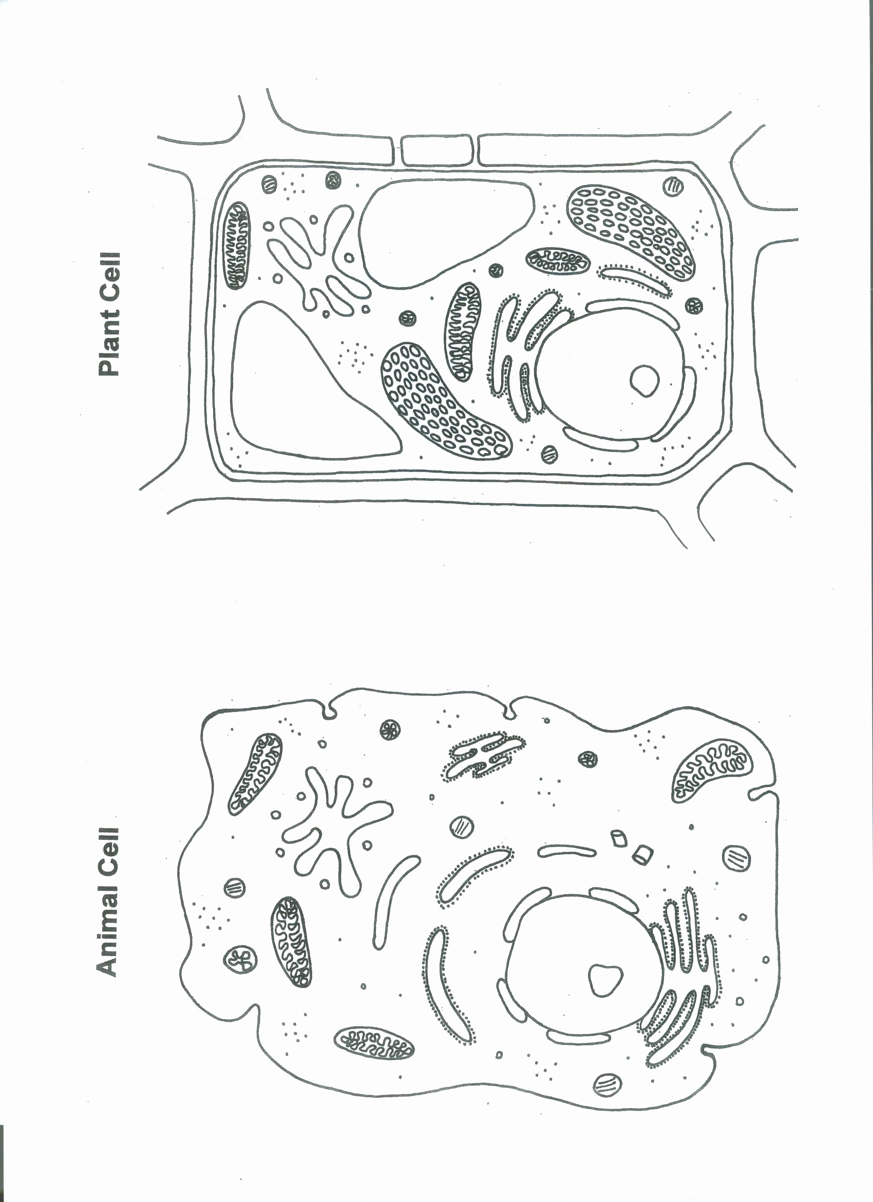 Printable Cell Worksheets Lovely Plant and Animal Cell Color Worksheet Biological Science