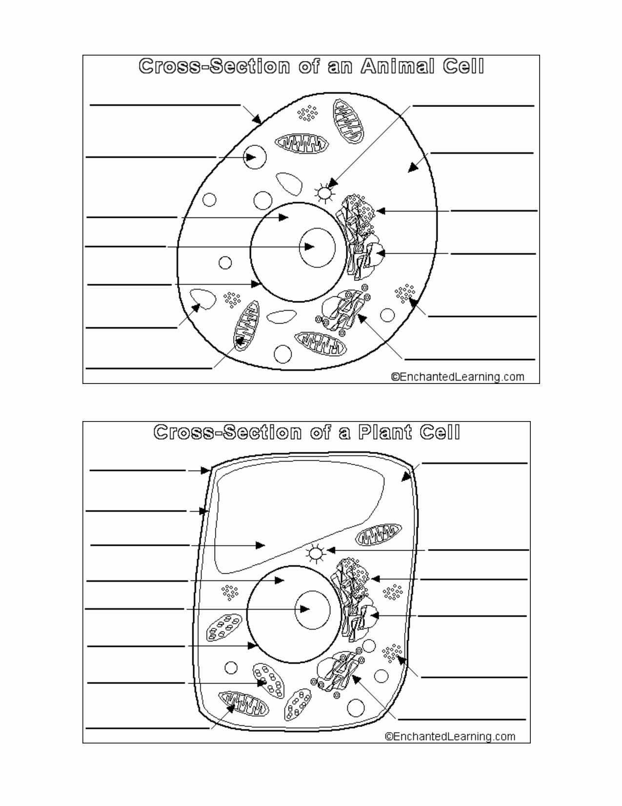 Printable Cell Worksheets New Perfect Animal and Plant Cells Worksheet 61 for Animal