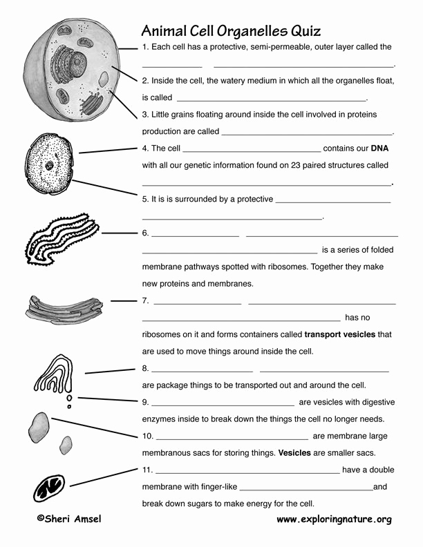 Printable Cell Worksheets Unique 12 Best Of Science Worksheets All Cells 7th Grade